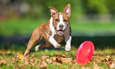 Dog Playing Frisbee