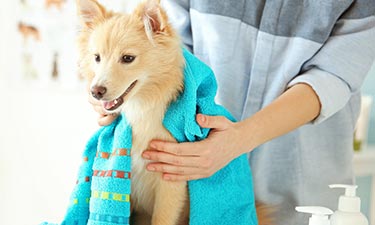 Dog Being Dried Off