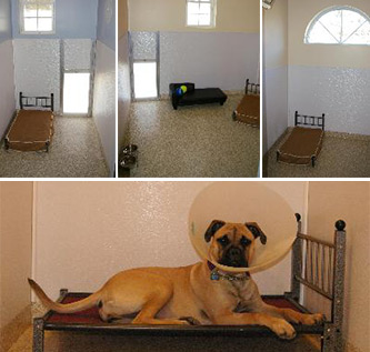 Dog Suites