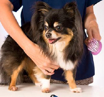 Dog Being Groomed