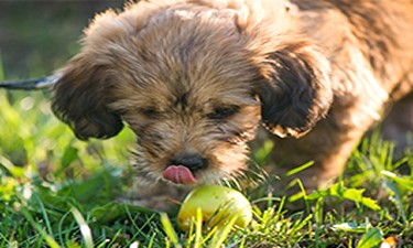 Dog with Apple