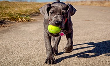 Great Dane Playing